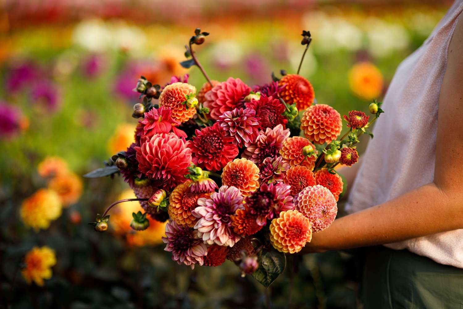 Dahlien Mix ‘Alice’